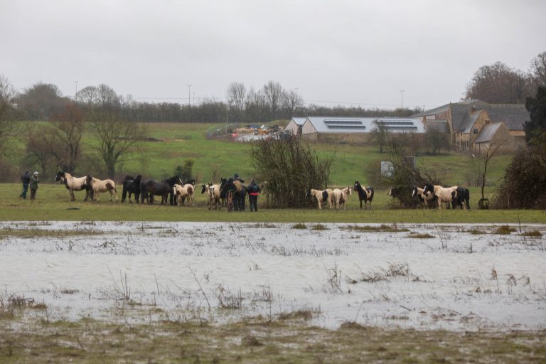 Multi-agency operation takes place to rescue 43 horses